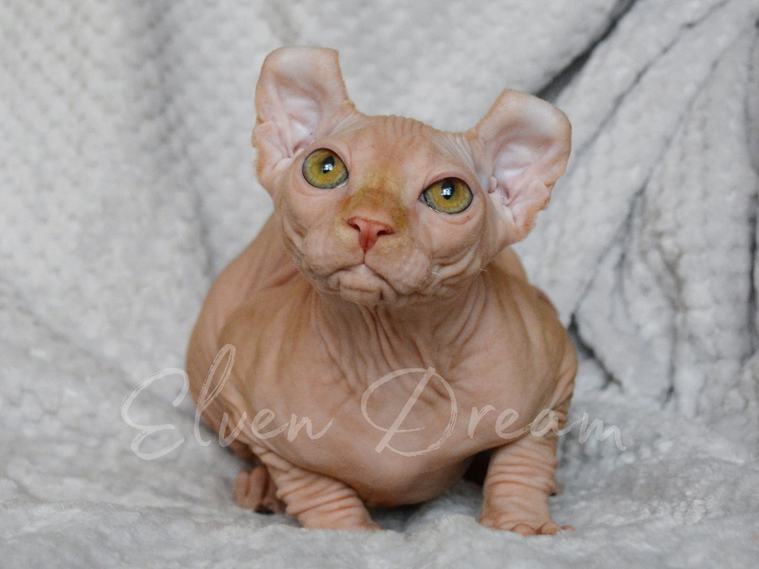 elven dream kittens elf, elf, sphynx, dwelf, kittens, elf cattery, sphynx cattery, elf breeder, black elf, tortie elf, blue elf, buy elf kitten, buy sphynx, buy kitten, buy elf, elf cat, sphynx cat, available elf, available sphynx