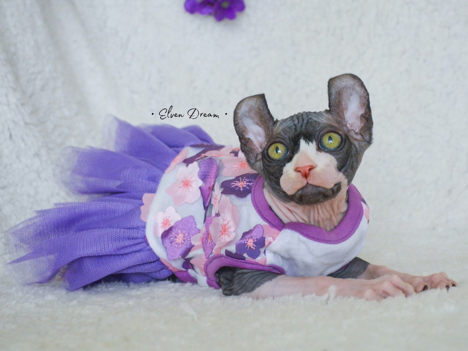kittens elf, elf, sphynx, dwelf, kittens, elf cattery, sphynx cattery, elf breeder, black elf, tortie elf, blue elf, buy elf kitten, buy sphynx, buy kitten, buy elf, elf cat, sphynx cat, available elf, available sphynx