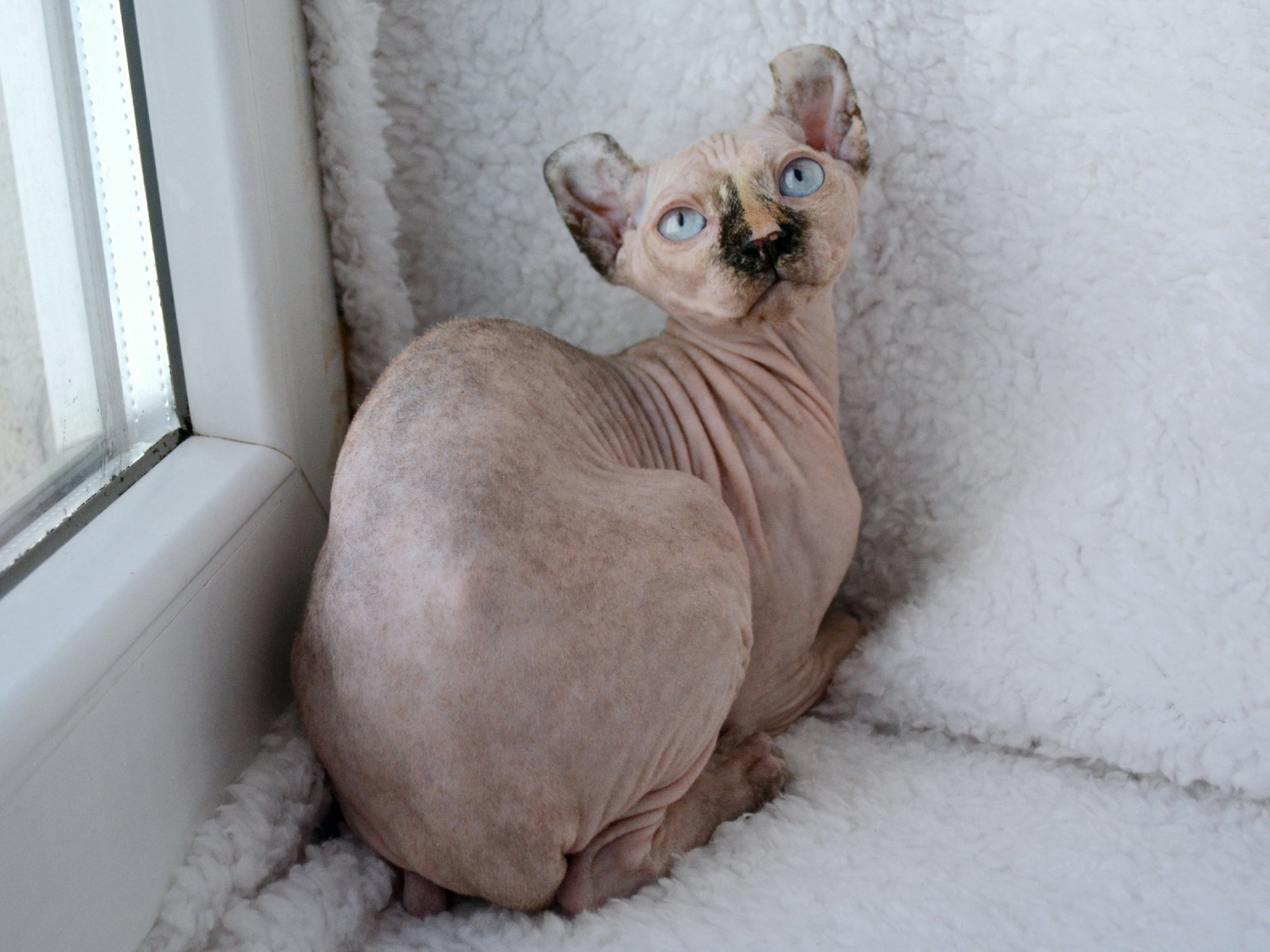 kittens elf, elf, sphynx, dwelf, kittens, elf cattery, sphynx cattery, elf breeder, black elf, tortie elf, blue elf, buy elf kitten, buy sphynx, buy kitten, buy elf, elf cat, sphynx cat, available elf, available sphynx