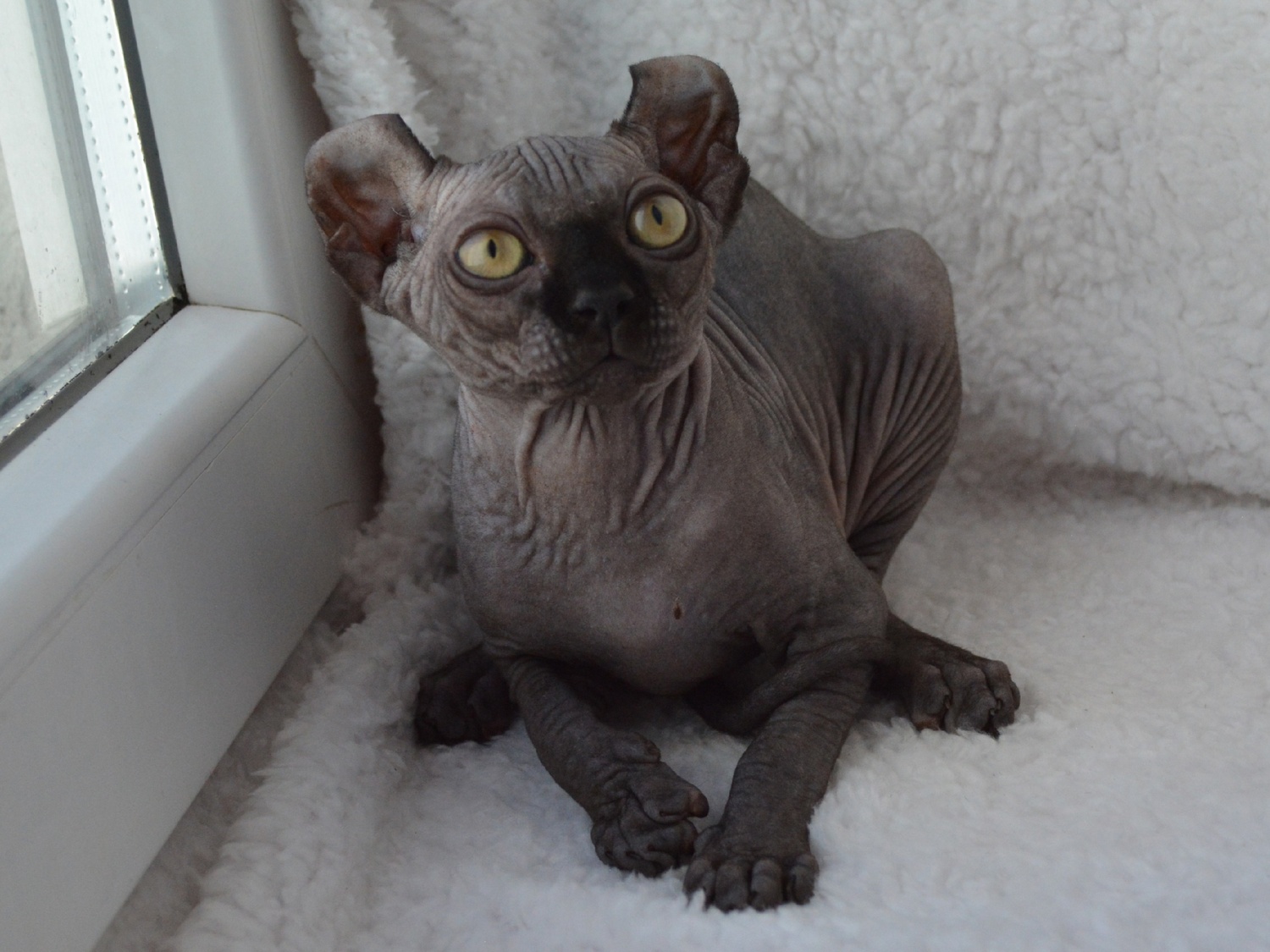 kittens elf, elf, sphynx, dwelf, kittens, elf cattery, sphynx cattery, elf breeder, black elf, tortie elf, blue elf, buy elf kitten, buy sphynx, buy kitten, buy elf, elf cat, sphynx cat, available elf, available sphynx
