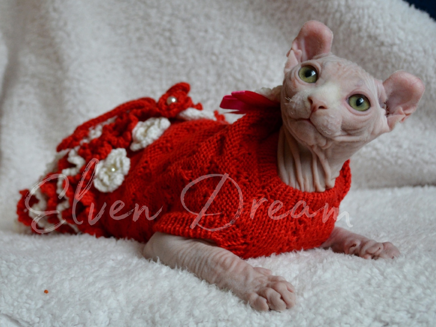kittens elf, elf, sphynx, dwelf, kittens, elf cattery, sphynx cattery, elf breeder, black elf, tortie elf, blue elf, buy elf kitten, buy sphynx, buy kitten, buy elf, elf cat, sphynx cat, available elf, available sphynx