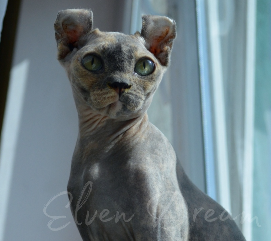 kittens elf, elf, sphynx, dwelf, kittens, elf cattery, sphynx cattery, elf breeder, black elf, tortie elf, blue elf, buy elf kitten, buy sphynx, buy kitten, buy elf, elf cat, sphynx cat, available elf, available sphynx