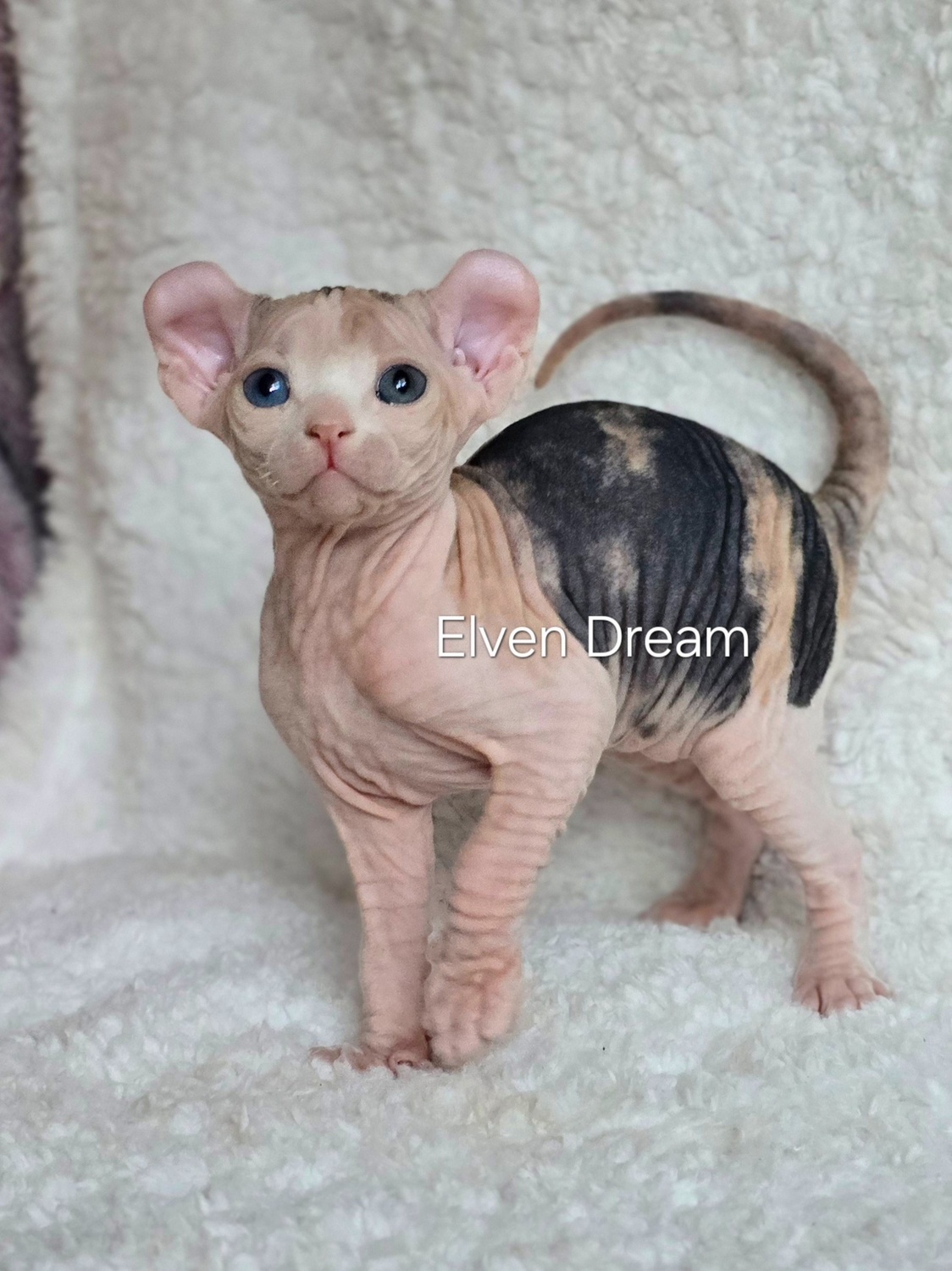 kittens elf, elf, sphynx, dwelf, kittens, elf cattery, sphynx cattery, elf breeder, black elf, tortie elf, blue elf, buy elf kitten, buy sphynx, buy kitten, buy elf