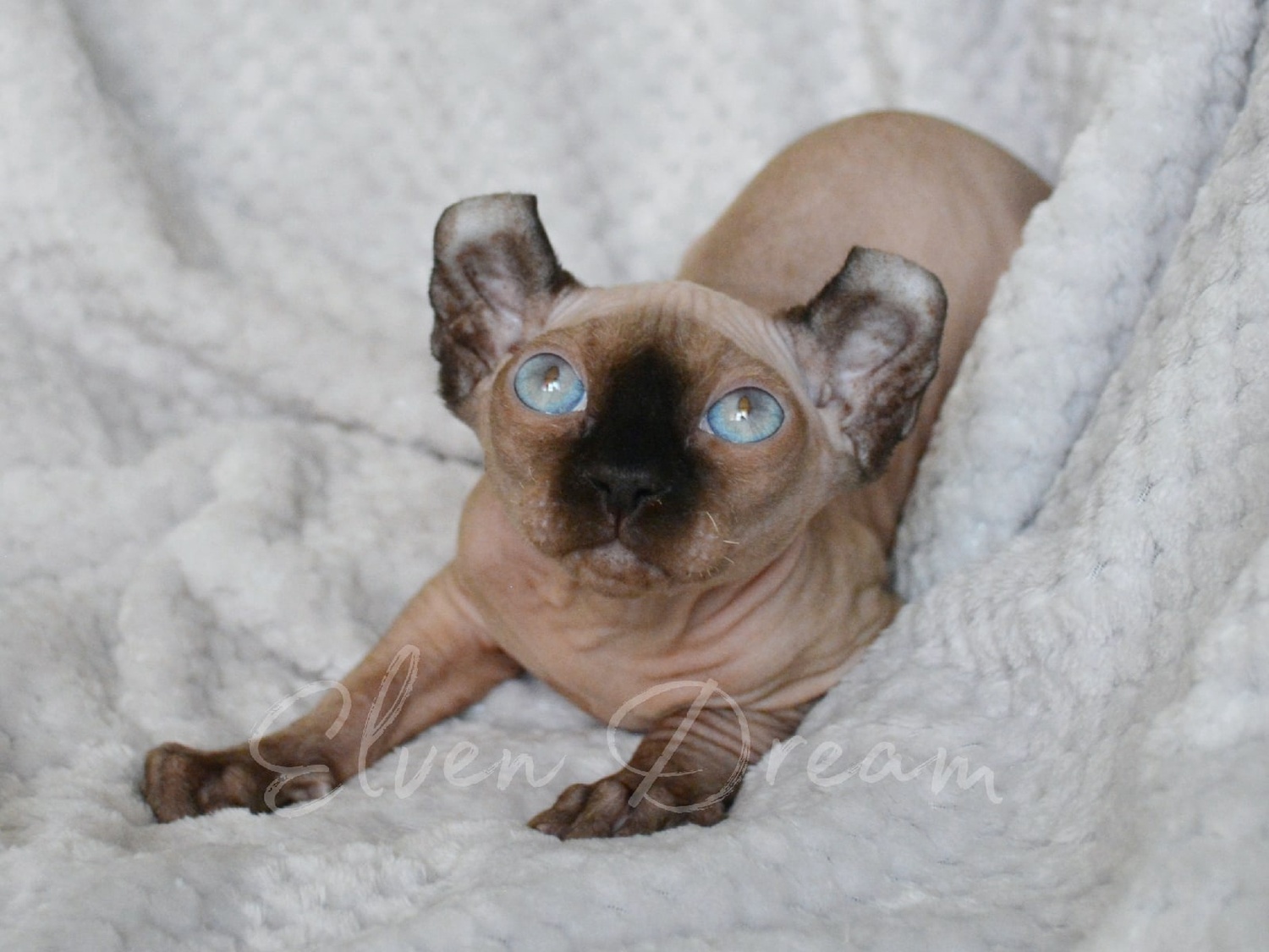 elven dream kittens elf, elf, sphynx, dwelf, kittens, elf cattery, sphynx cattery, elf breeder, black elf, tortie elf, blue elf, buy elf kitten, buy sphynx, buy kitten, buy elf, elf cat, sphynx cat, available elf, available sphynx