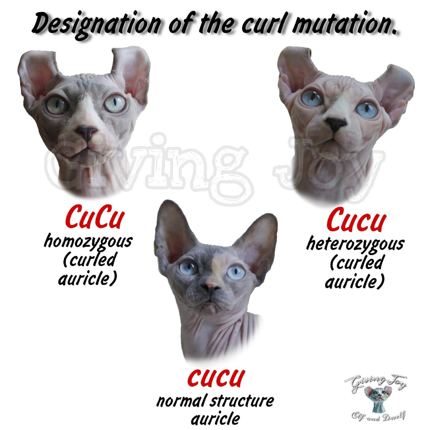 sphynx care, sphynx colors, kitten castration, elf genetics, sphynx nutrition, sphynx feeding, cat color genetics, kittens elf, elf, sphynx, dwelf, kittens, elf cattery, sphynx cattery, elf breeder, black elf, tortie elf, blue elf, buy elf kitten, buy sphynx, buy kitten, buy elf, elf cat, sphynx cat, available elf, available sphynx