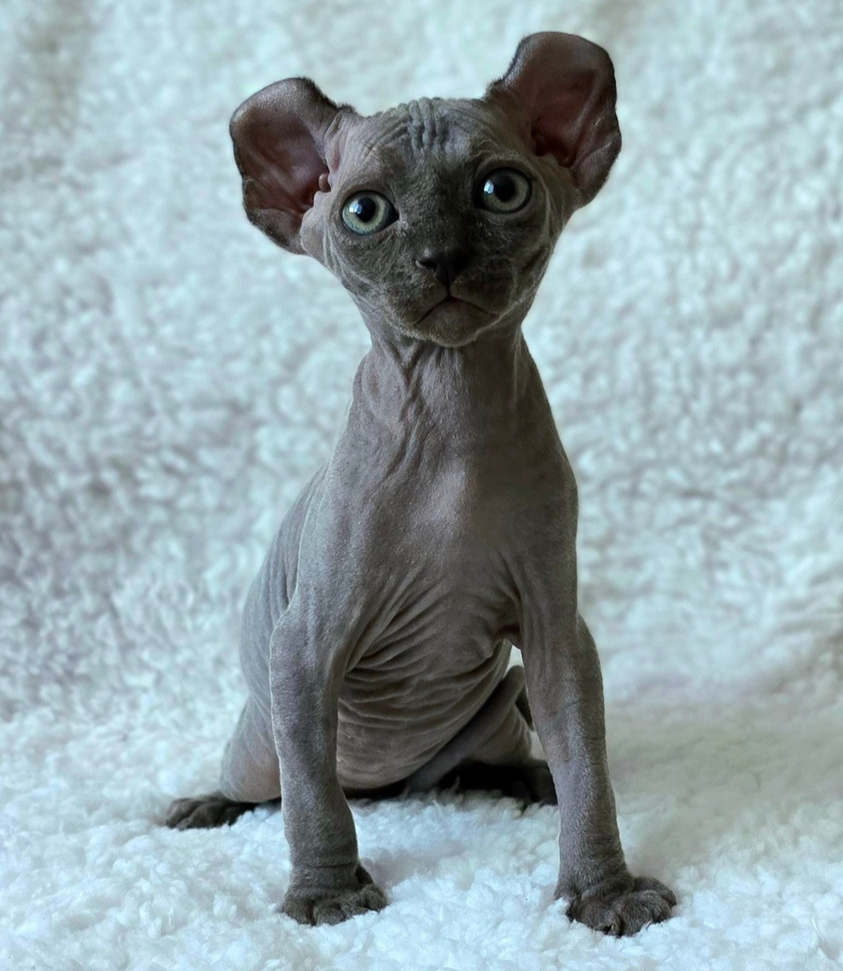 elven dream kittens elf, elf, sphynx, dwelf, kittens, elf cattery, sphynx cattery, elf breeder, black elf, tortie elf, blue elf, buy elf kitten, buy sphynx, buy kitten, buy elf, elf cat, sphynx cat, available elf, available sphynx