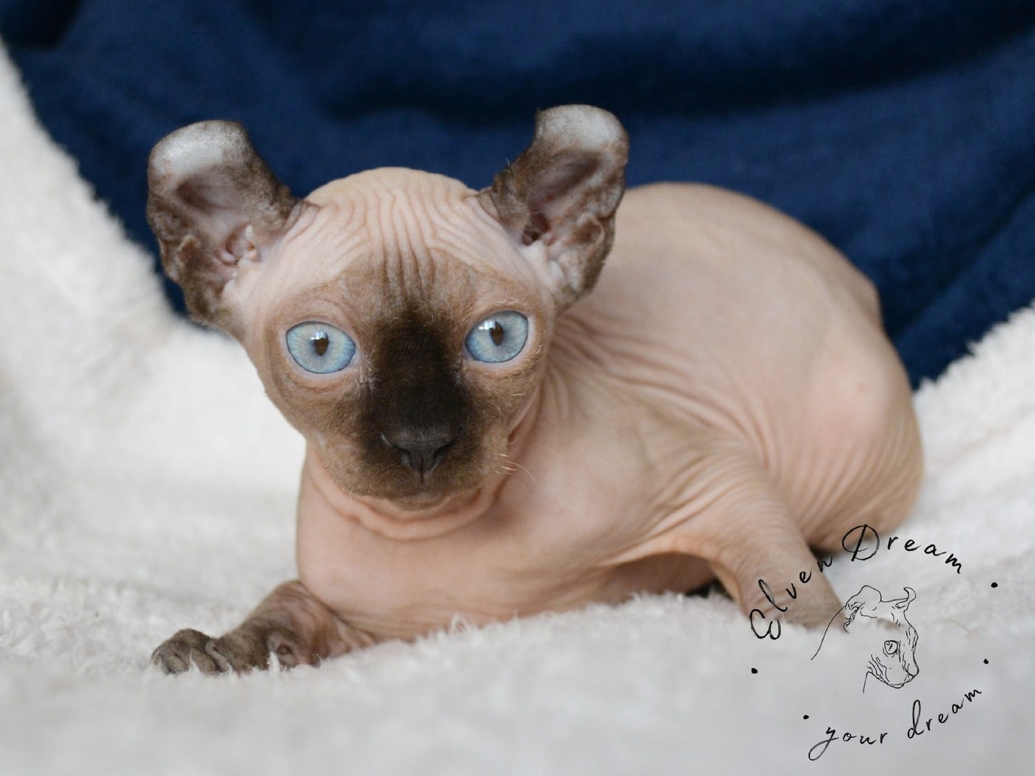 elven dream sphynx care, sphynx colors, kitten castration, elf genetics, sphynx nutrition, sphynx feeding, cat color genetics, kittens elf, elf, sphynx, dwelf, kittens, elf cattery, sphynx cattery, elf breeder, black elf, tortie elf, blue elf, buy elf kitten, buy sphynx, buy kitten, buy elf, elf cat, sphynx cat, available elf, available sphynx