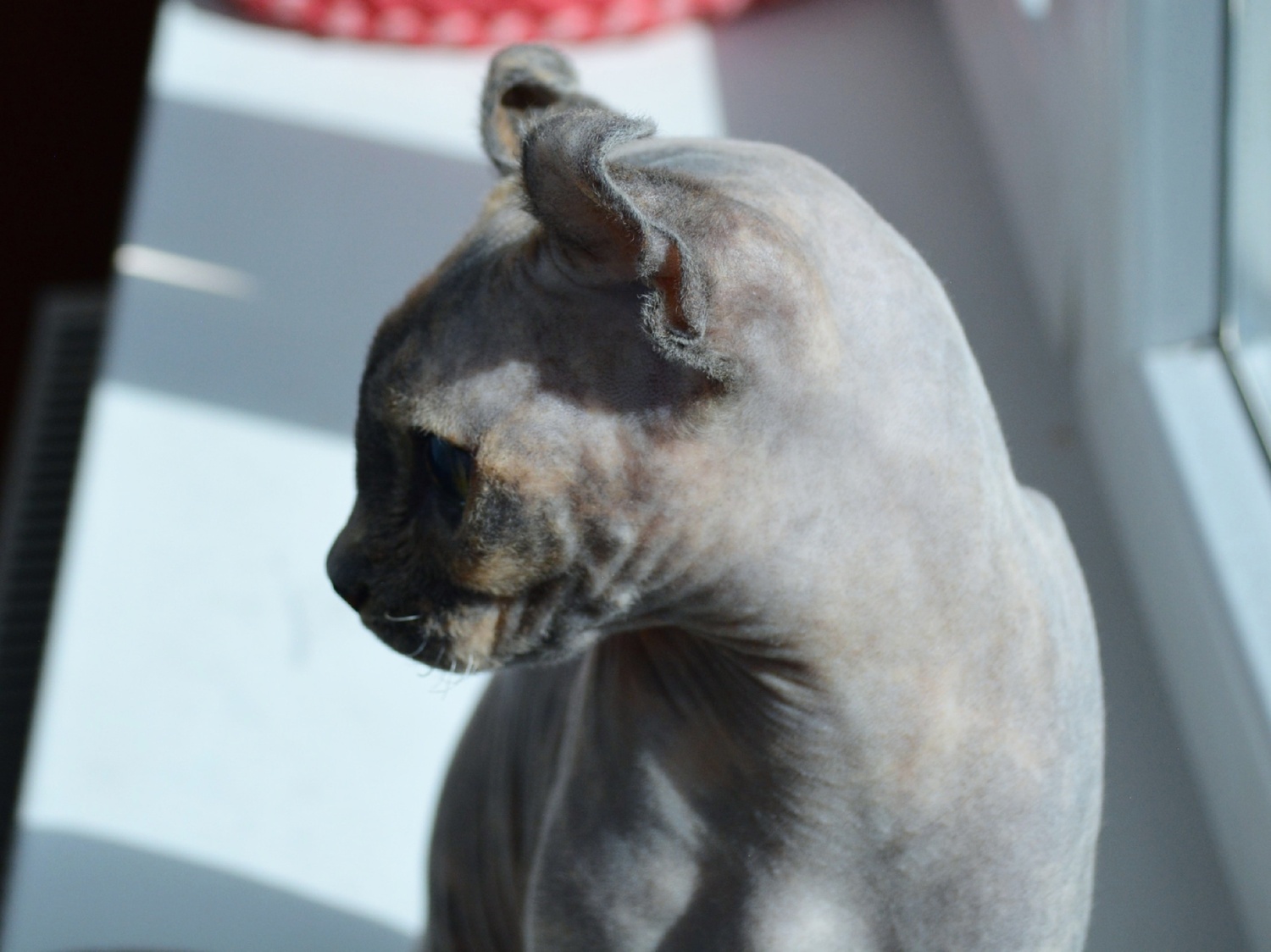 kittens elf, elf, sphynx, dwelf, kittens, elf cattery, sphynx cattery, elf breeder, black elf, tortie elf, blue elf, buy elf kitten, buy sphynx, buy kitten, buy elf, elf cat, sphynx cat, available elf, available sphynx