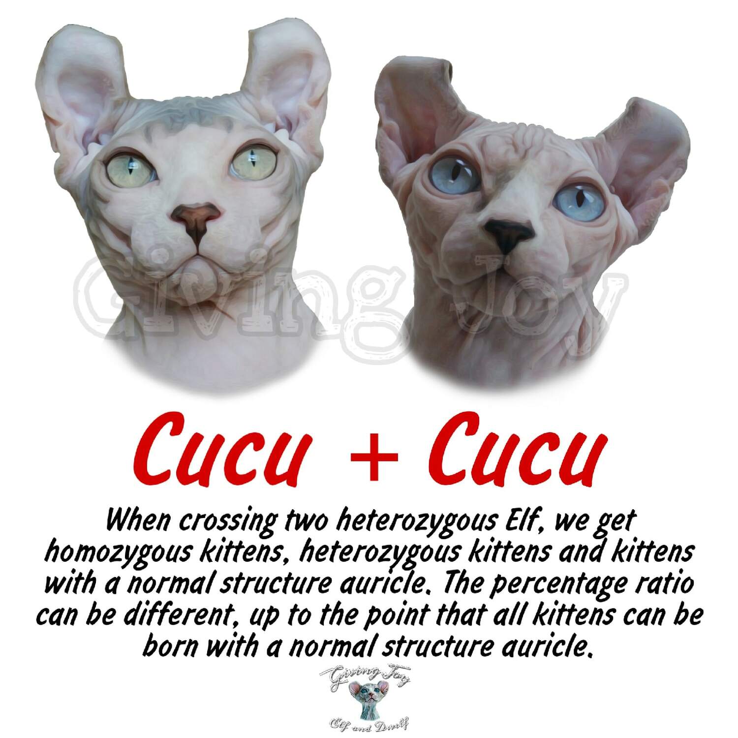 sphynx care, sphynx colors, kitten castration, elf genetics, sphynx nutrition, sphynx feeding, cat color genetics, kittens elf, elf, sphynx, dwelf, kittens, elf cattery, sphynx cattery, elf breeder, black elf, tortie elf, blue elf, buy elf kitten, buy sphynx, buy kitten, buy elf, elf cat, sphynx cat, available elf, available sphynx