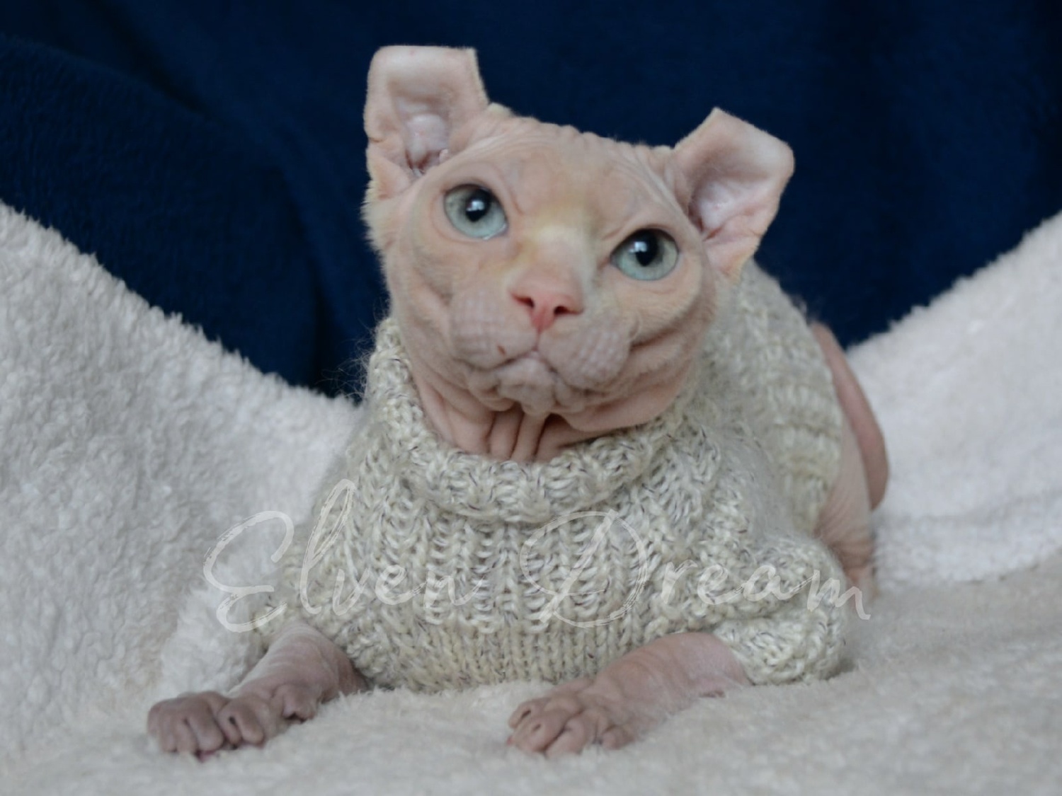 kittens elf, elf, sphynx, dwelf, kittens, elf cattery, sphynx cattery, elf breeder, black elf, tortie elf, blue elf, buy elf kitten, buy sphynx, buy kitten, buy elf, elf cat, sphynx cat, available elf, available sphynx
