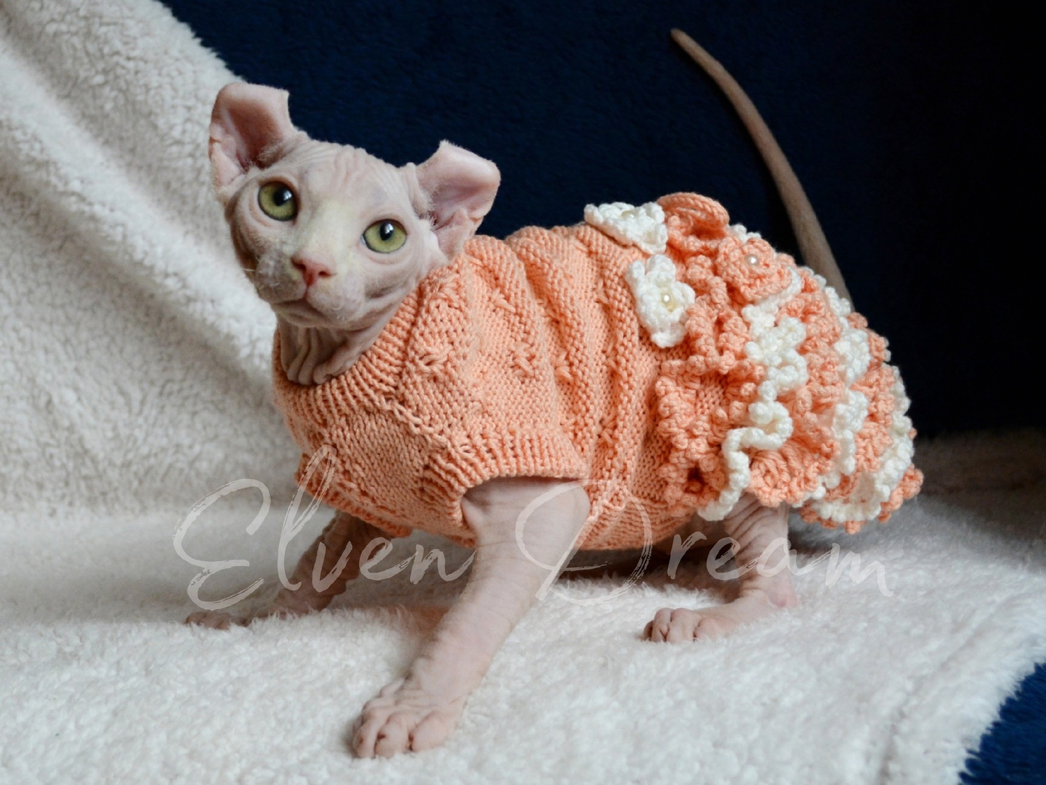 kittens elf, elf, sphynx, dwelf, kittens, elf cattery, sphynx cattery, elf breeder, black elf, tortie elf, blue elf, buy elf kitten, buy sphynx, buy kitten, buy elf, elf cat, sphynx cat, available elf, available sphynx