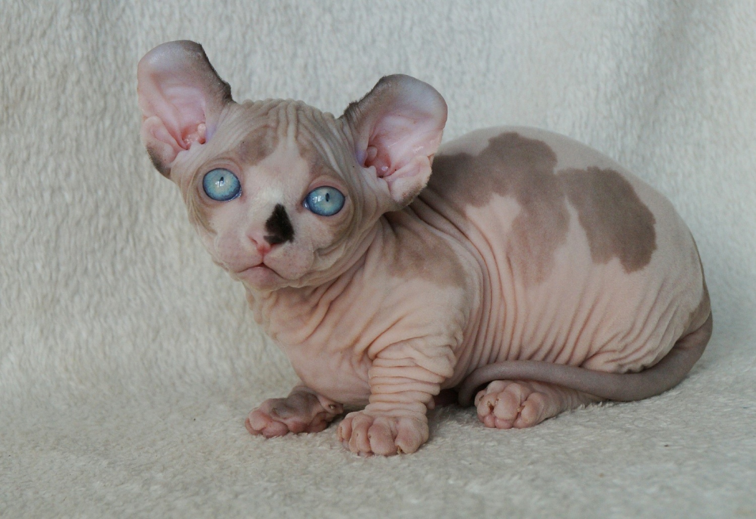 elven dream sphynx care, sphynx colors, kitten castration, elf genetics, sphynx nutrition, sphynx feeding, cat color genetics, kittens elf, elf, sphynx, dwelf, kittens, elf cattery, sphynx cattery, elf breeder, black elf, tortie elf, blue elf, buy elf kitten, buy sphynx, buy kitten, buy elf, elf cat, sphynx cat, available elf, available sphynx