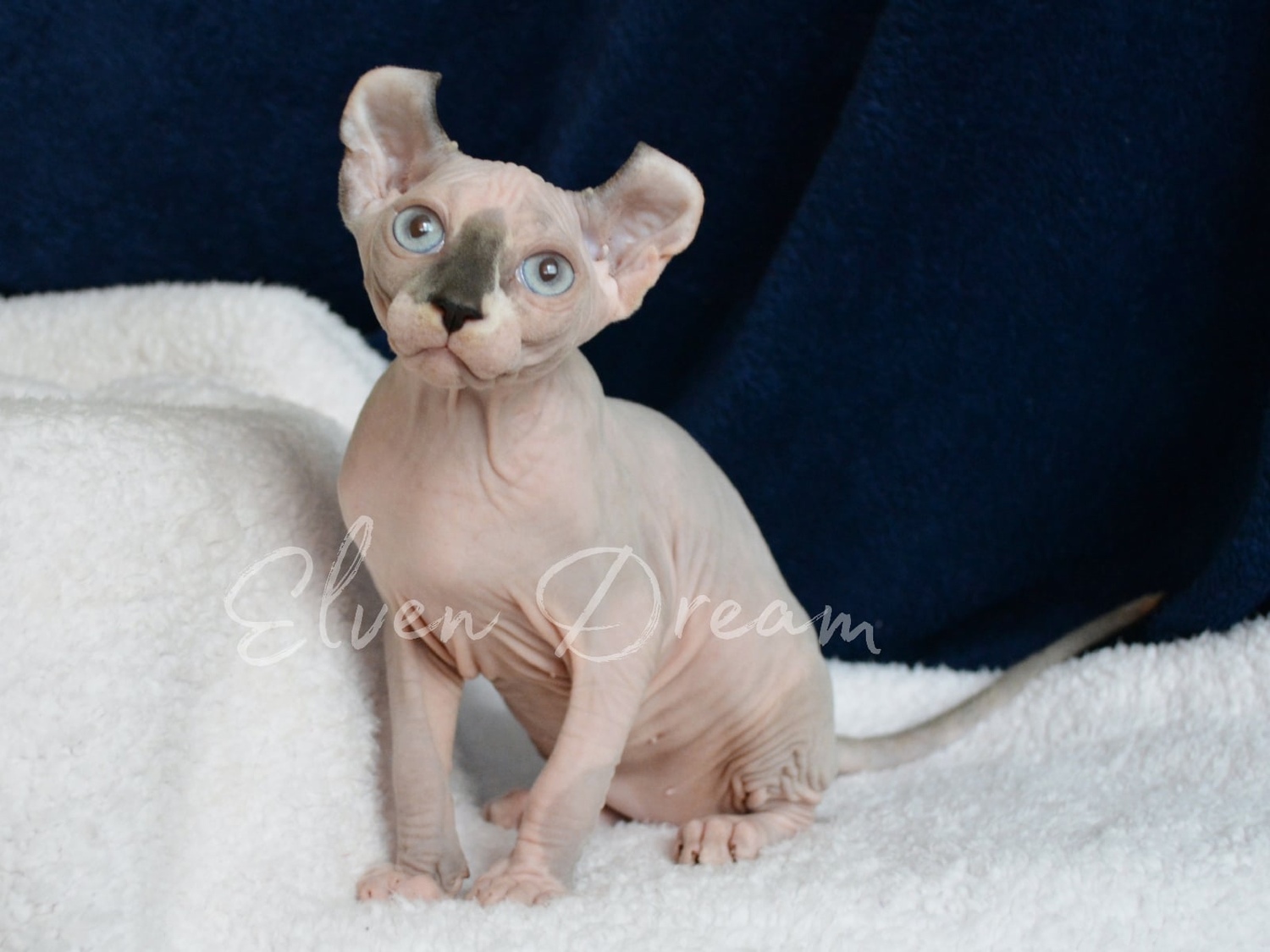 kittens elf, elf, sphynx, dwelf, kittens, elf cattery, sphynx cattery, elf breeder, black elf, tortie elf, blue elf, buy elf kitten, buy sphynx, buy kitten, buy elf, elf cat, sphynx cat, available elf, available sphynx