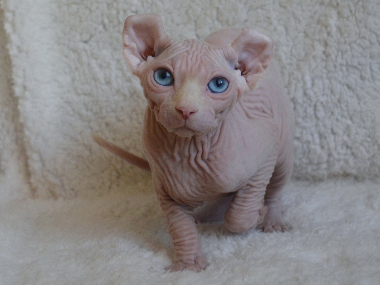 kittens elf, elf, sphynx, dwelf, kittens, elf cattery, sphynx cattery, elf breeder, black elf, tortie elf, blue elf, buy elf kitten, buy sphynx, buy kitten, buy elf, elf cat, sphynx cat, available elf, available sphynx