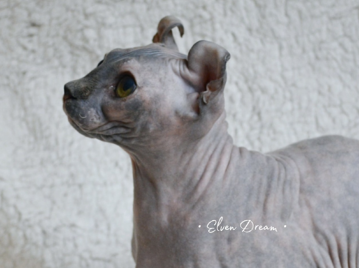 elven dream sphynx care, sphynx colors, kitten castration, elf genetics, sphynx nutrition, sphynx feeding, cat color genetics, kittens elf, elf, sphynx, dwelf, kittens, elf cattery, sphynx cattery, elf breeder, black elf, tortie elf, blue elf, buy elf kitten, buy sphynx, buy kitten, buy elf, elf cat, sphynx cat, available elf, available sphynx