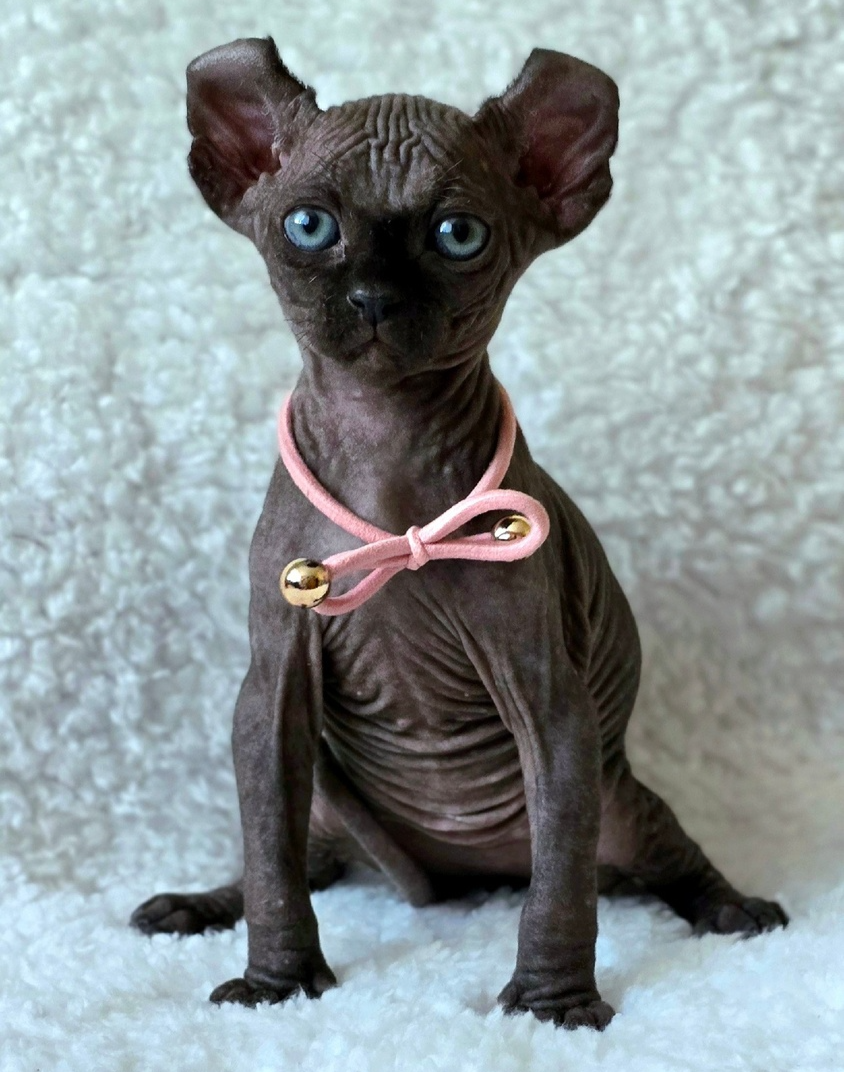 elven dream kittens elf, elf, sphynx, dwelf, kittens, elf cattery, sphynx cattery, elf breeder, black elf, tortie elf, blue elf, buy elf kitten, buy sphynx, buy kitten, buy elf, elf cat, sphynx cat, available elf, available sphynx