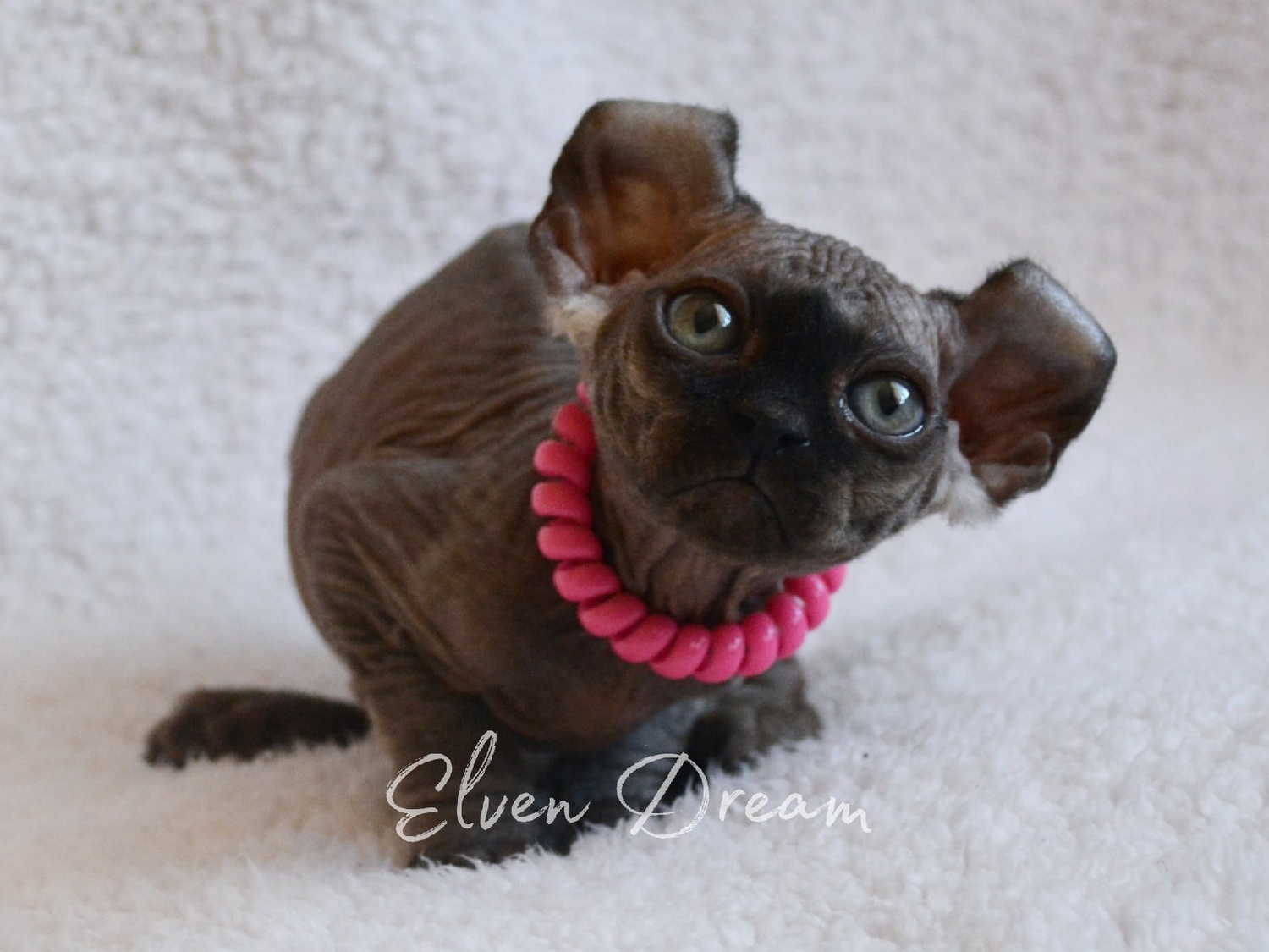 elven dream kittens elf, elf, sphynx, dwelf, kittens, elf cattery, sphynx cattery, elf breeder, black elf, tortie elf, blue elf, buy elf kitten, buy sphynx, buy kitten, buy elf, elf cat, sphynx cat, available elf, available sphynx