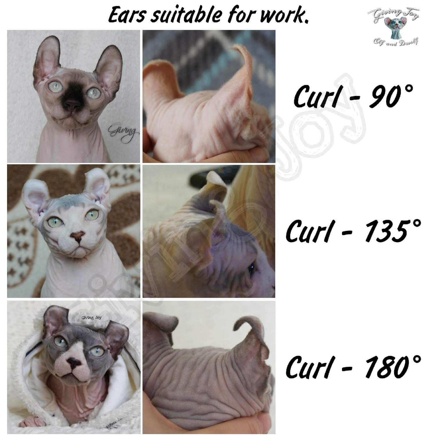sphynx care, sphynx colors, kitten castration, elf genetics, sphynx nutrition, sphynx feeding, cat color genetics, kittens elf, elf, sphynx, dwelf, kittens, elf cattery, sphynx cattery, elf breeder, black elf, tortie elf, blue elf, buy elf kitten, buy sphynx, buy kitten, buy elf, elf cat, sphynx cat, available elf, available sphynx