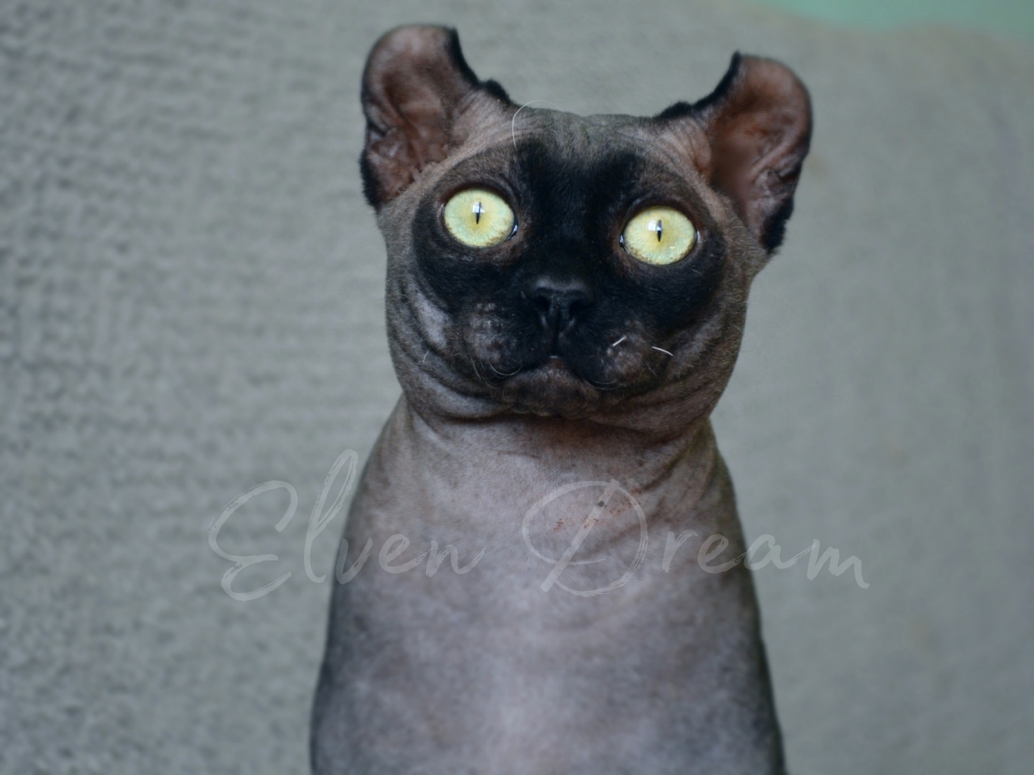 kittens elf, elf, sphynx, dwelf, kittens, elf cattery, sphynx cattery, elf breeder, black elf, tortie elf, blue elf, buy elf kitten, buy sphynx, buy kitten, buy elf, elf cat, sphynx cat, available elf, available sphynx