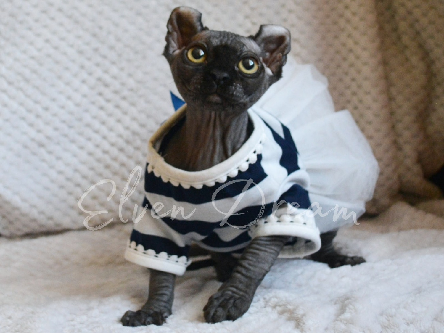 kittens elf, elf, sphynx, dwelf, kittens, elf cattery, sphynx cattery, elf breeder, black elf, tortie elf, blue elf, buy elf kitten, buy sphynx, buy kitten, buy elf, elf cat, sphynx cat, available elf, available sphynx