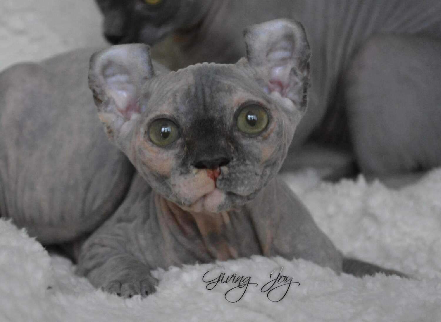 kittens elf, elf, sphynx, dwelf, kittens, elf cattery, sphynx cattery, elf breeder, black elf, tortie elf, blue elf, buy elf kitten, buy sphynx, buy kitten, buy elf, elf cat, sphynx cat, available elf, available sphynx