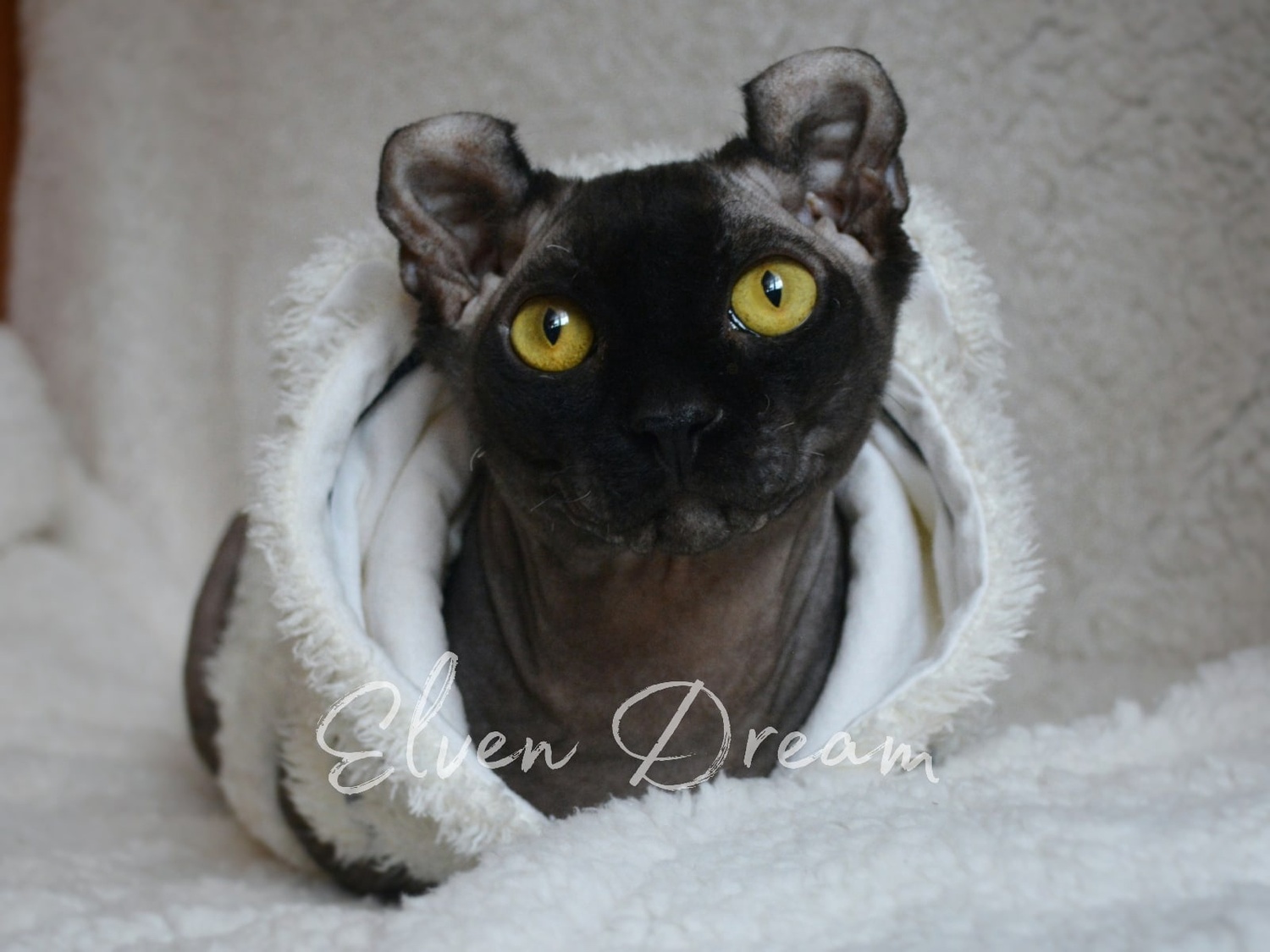 kittens elf, elf, sphynx, dwelf, kittens, elf cattery, sphynx cattery, elf breeder, black elf, tortie elf, blue elf, buy elf kitten, buy sphynx, buy kitten, buy elf, elf cat, sphynx cat, available elf, available sphynx