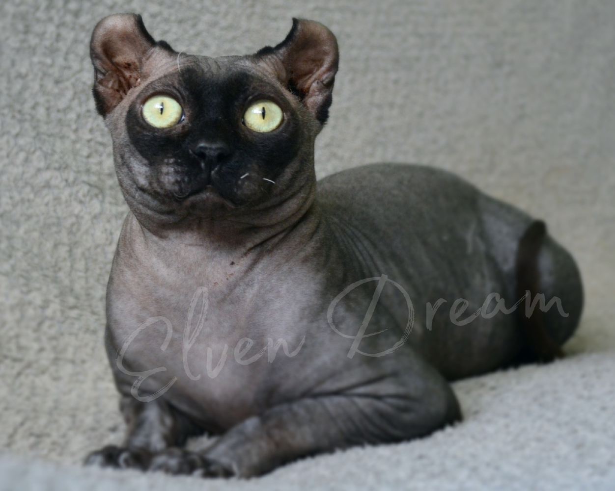 elven dream sphynx care, sphynx colors, kitten castration, elf genetics, sphynx nutrition, sphynx feeding, cat color genetics, kittens elf, elf, sphynx, dwelf, kittens, elf cattery, sphynx cattery, elf breeder, black elf, tortie elf, blue elf, buy elf kitten, buy sphynx, buy kitten, buy elf, elf cat, sphynx cat, available elf, available sphynx