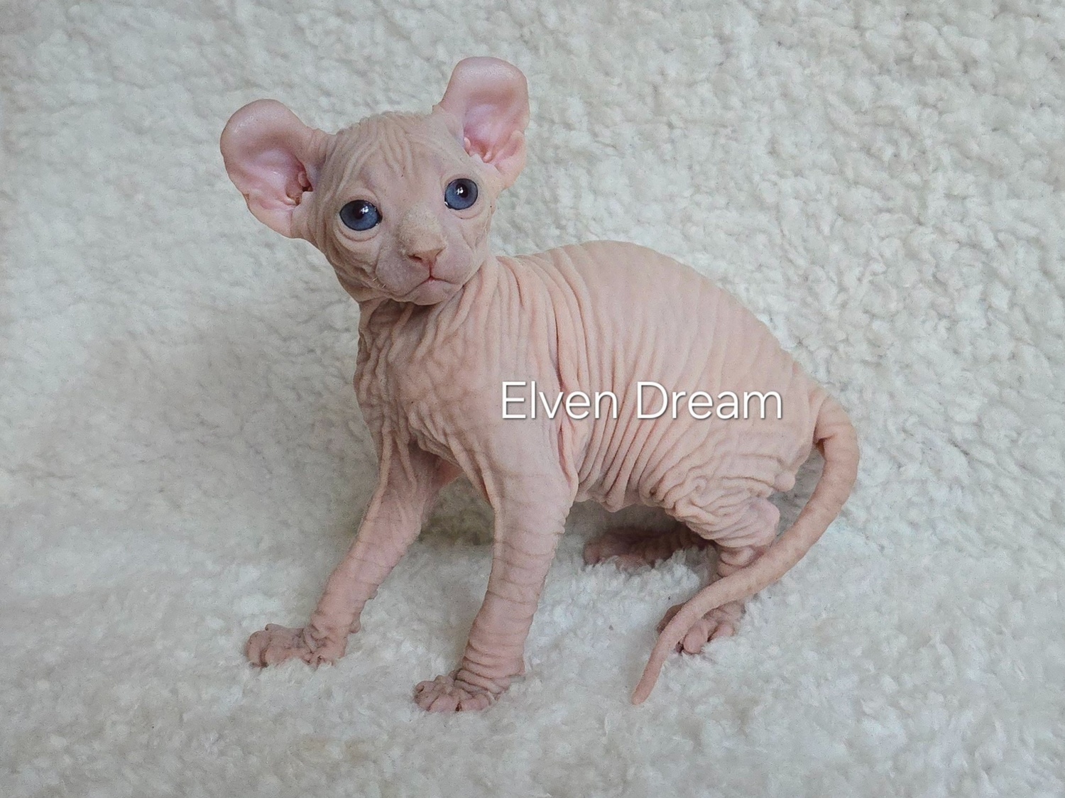 kittens elf, elf, sphynx, dwelf, kittens, elf cattery, sphynx cattery, elf breeder, black elf, tortie elf, blue elf, buy elf kitten, buy sphynx, buy kitten, buy elf