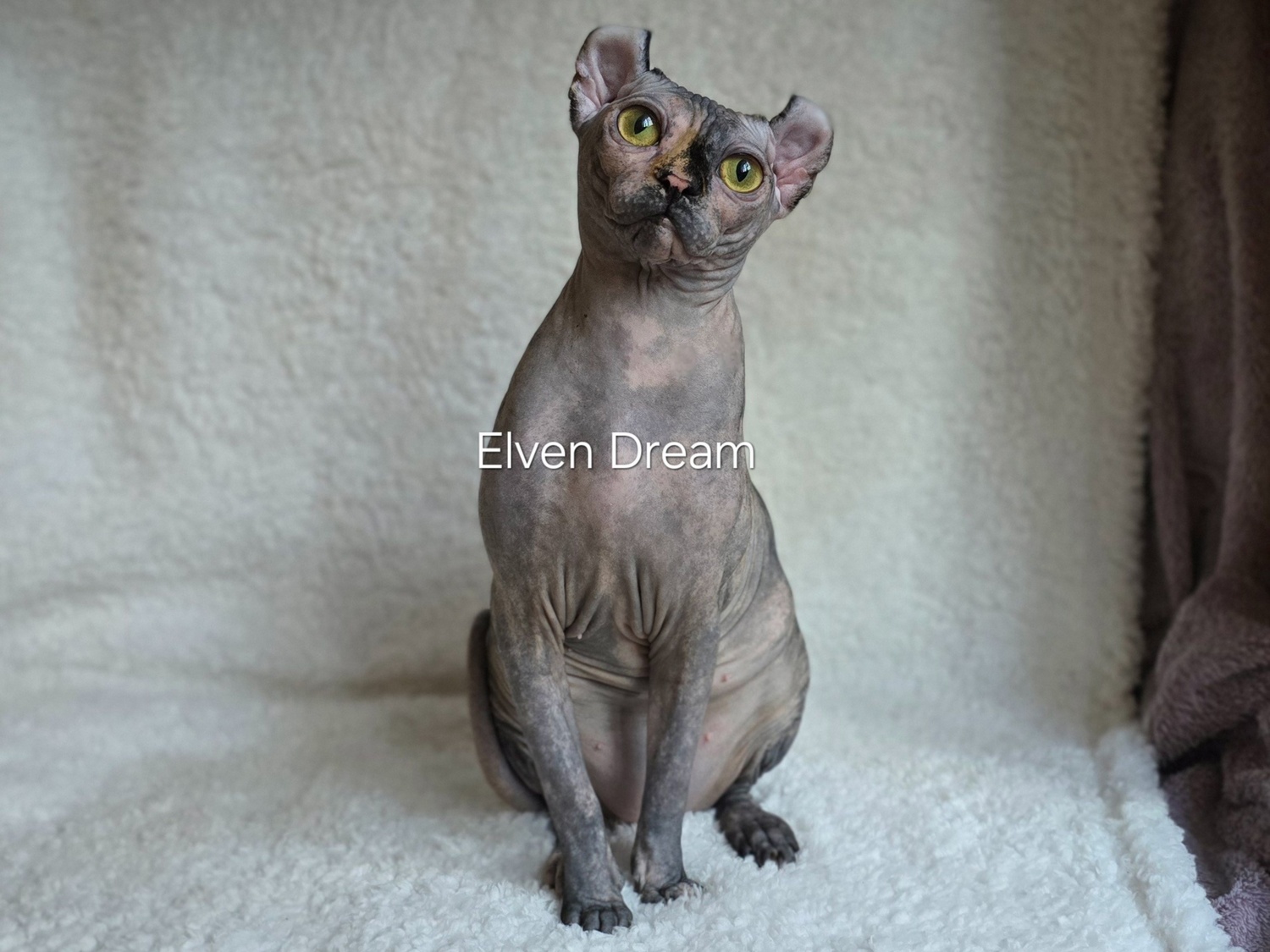 kittens elf, elf, sphynx, dwelf, kittens, elf cattery, sphynx cattery, elf breeder, black elf, tortie elf, blue elf, buy elf kitten, buy sphynx, buy kitten, buy elf, elf cat, sphynx cat, available elf, available sphynx