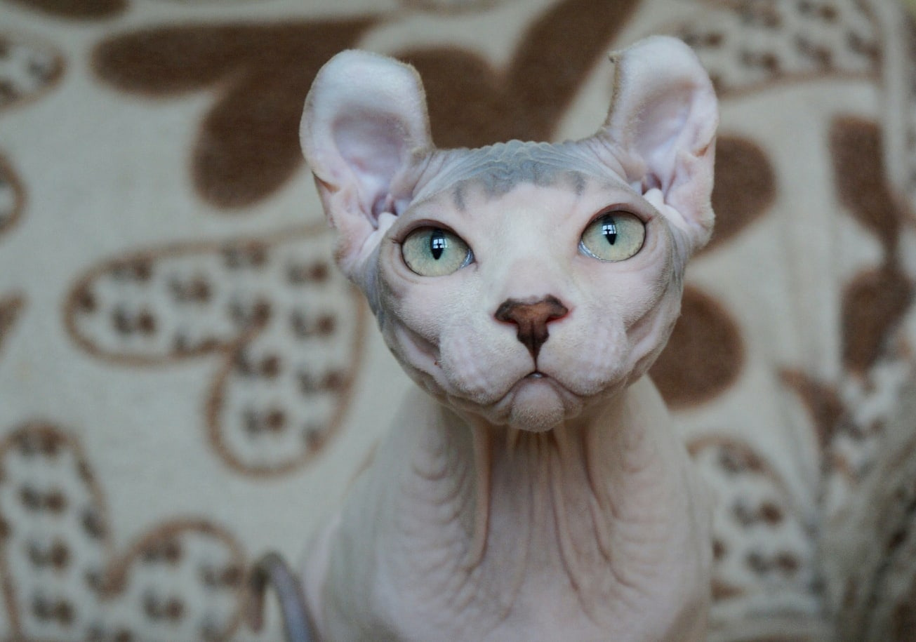 kittens elf, elf, sphynx, dwelf, kittens, elf cattery, sphynx cattery, elf breeder, black elf, tortie elf, blue elf, buy elf kitten, buy sphynx, buy kitten, buy elf, elf cat, sphynx cat, available elf, available sphynx
