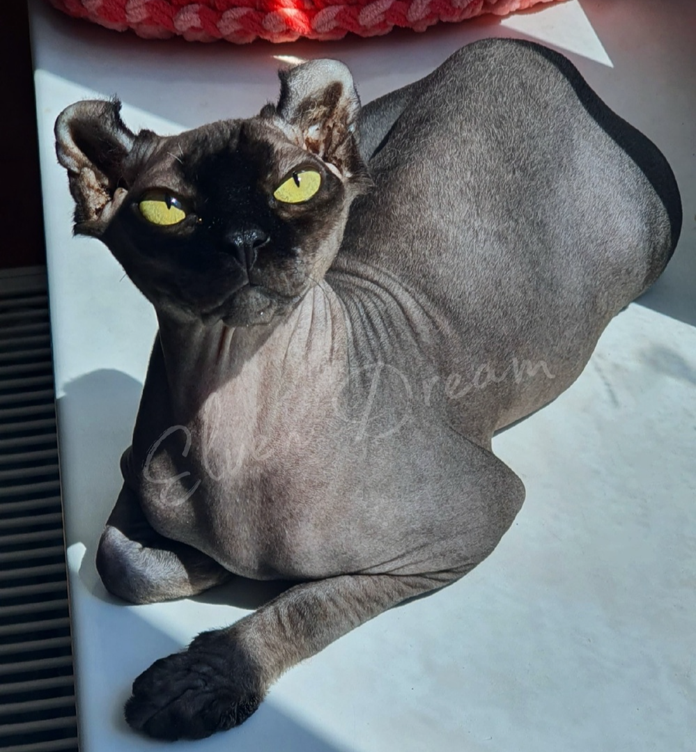 kittens elf, elf, sphynx, dwelf, kittens, elf cattery, sphynx cattery, elf breeder, black elf, tortie elf, blue elf, buy elf kitten, buy sphynx, buy kitten, buy elf, elf cat, sphynx cat, available elf, available sphynx