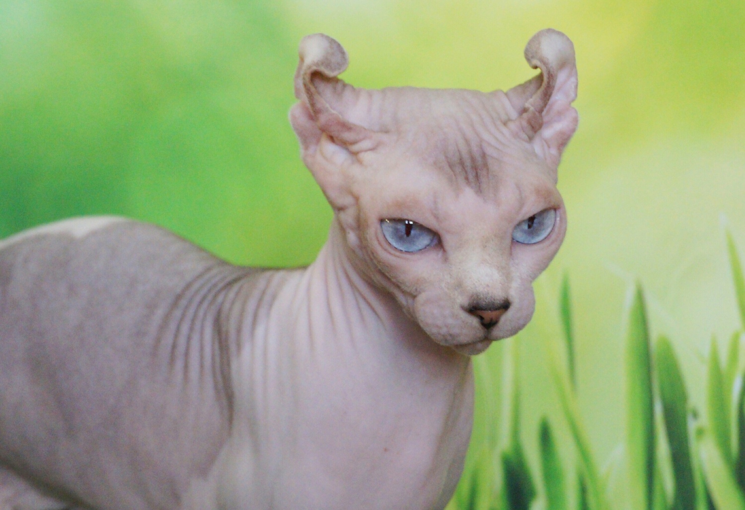 kittens elf, elf, sphynx, dwelf, kittens, elf cattery, sphynx cattery, elf breeder, black elf, tortie elf, blue elf, buy elf kitten, buy sphynx, buy kitten, buy elf, elf cat, sphynx cat, available elf, available sphynx