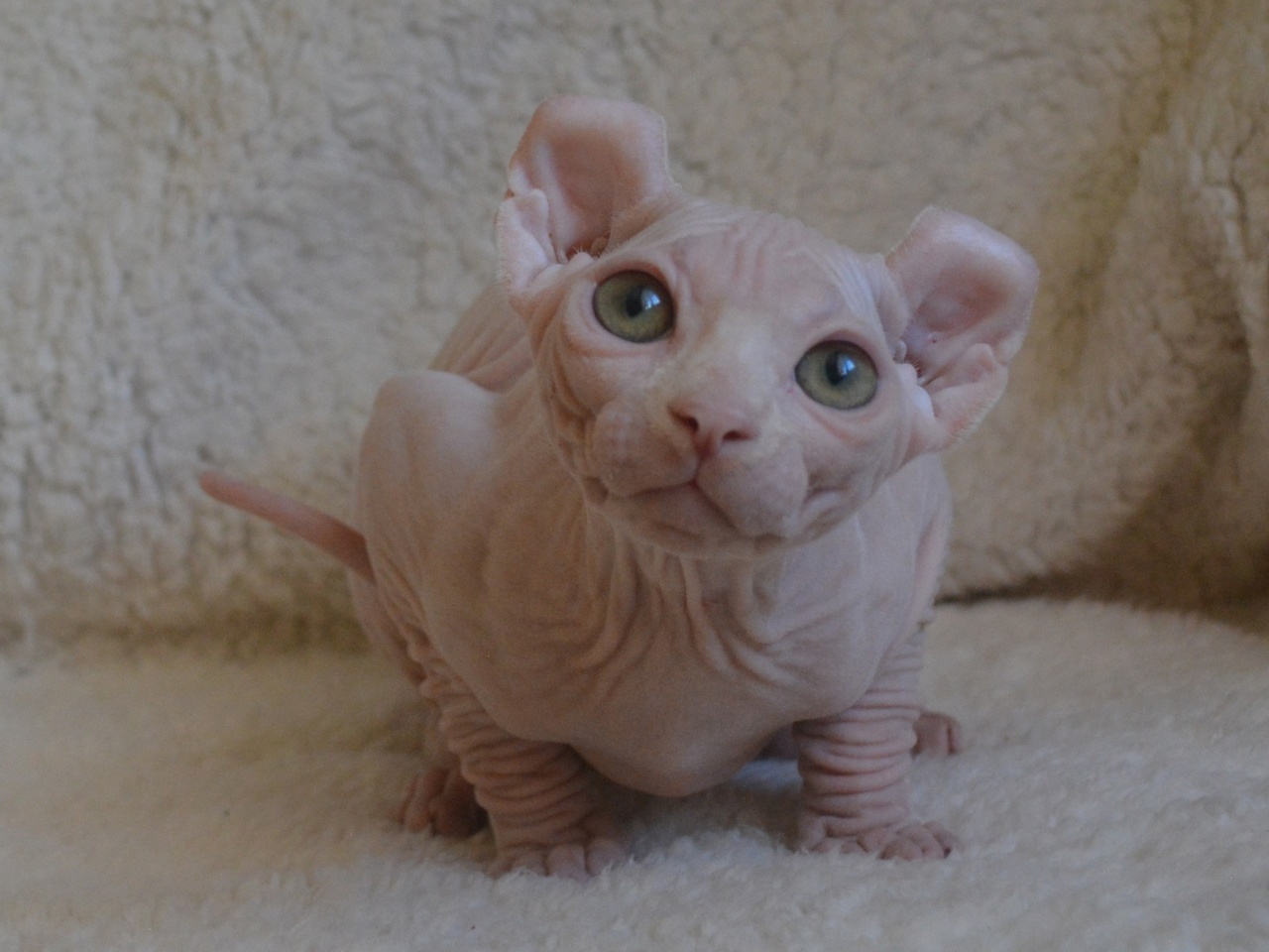 kittens elf, elf, sphynx, dwelf, kittens, elf cattery, sphynx cattery, elf breeder, black elf, tortie elf, blue elf, buy elf kitten, buy sphynx, buy kitten, buy elf, elf cat, sphynx cat, available elf, available sphynx
