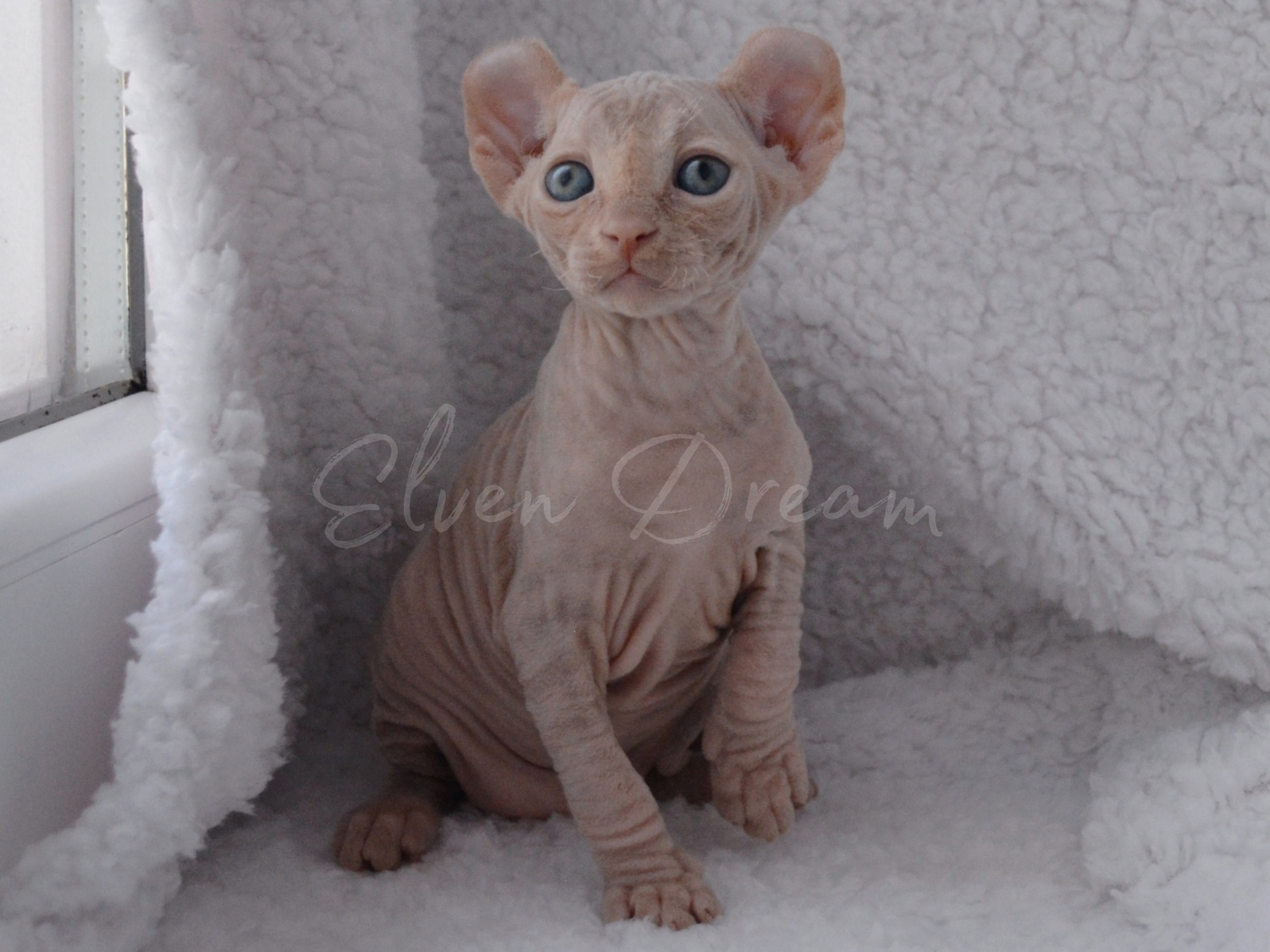 kittens elf, elf, sphynx, dwelf, kittens, elf cattery, sphynx cattery, elf breeder, black elf, tortie elf, blue elf, buy elf kitten, buy sphynx, buy kitten, buy elf, elf cat, sphynx cat, available elf, available sphynx
