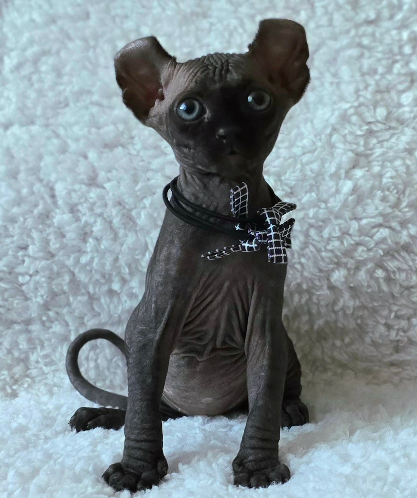 elven dream kittens elf, elf, sphynx, dwelf, kittens, elf cattery, sphynx cattery, elf breeder, black elf, tortie elf, blue elf, buy elf kitten, buy sphynx, buy kitten, buy elf, elf cat, sphynx cat, available elf, available sphynx