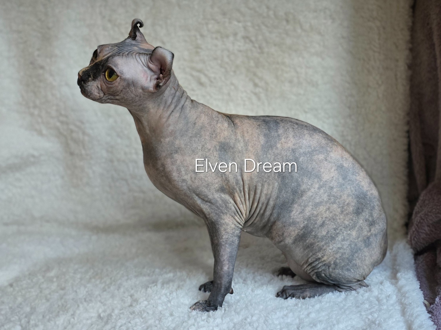 kittens elf, elf, sphynx, dwelf, kittens, elf cattery, sphynx cattery, elf breeder, black elf, tortie elf, blue elf, buy elf kitten, buy sphynx, buy kitten, buy elf, elf cat, sphynx cat, available elf, available sphynx