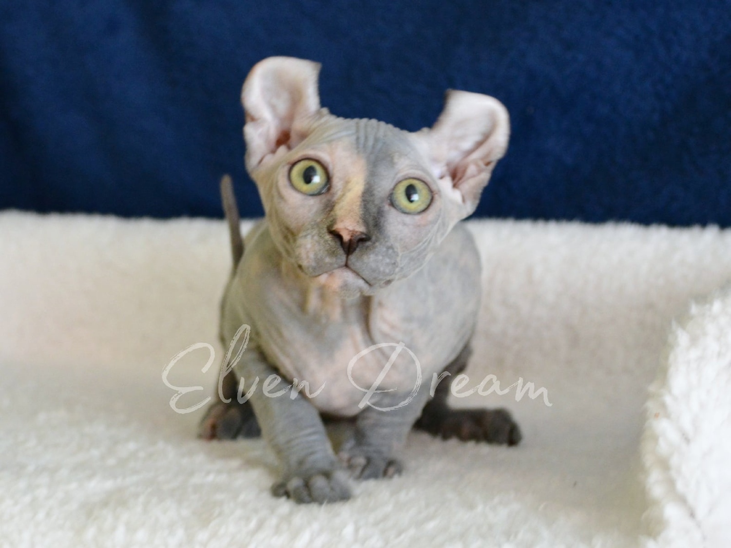 kittens elf, elf, sphynx, dwelf, kittens, elf cattery, sphynx cattery, elf breeder, black elf, tortie elf, blue elf, buy elf kitten, buy sphynx, buy kitten, buy elf, elf cat, sphynx cat, available elf, available sphynx