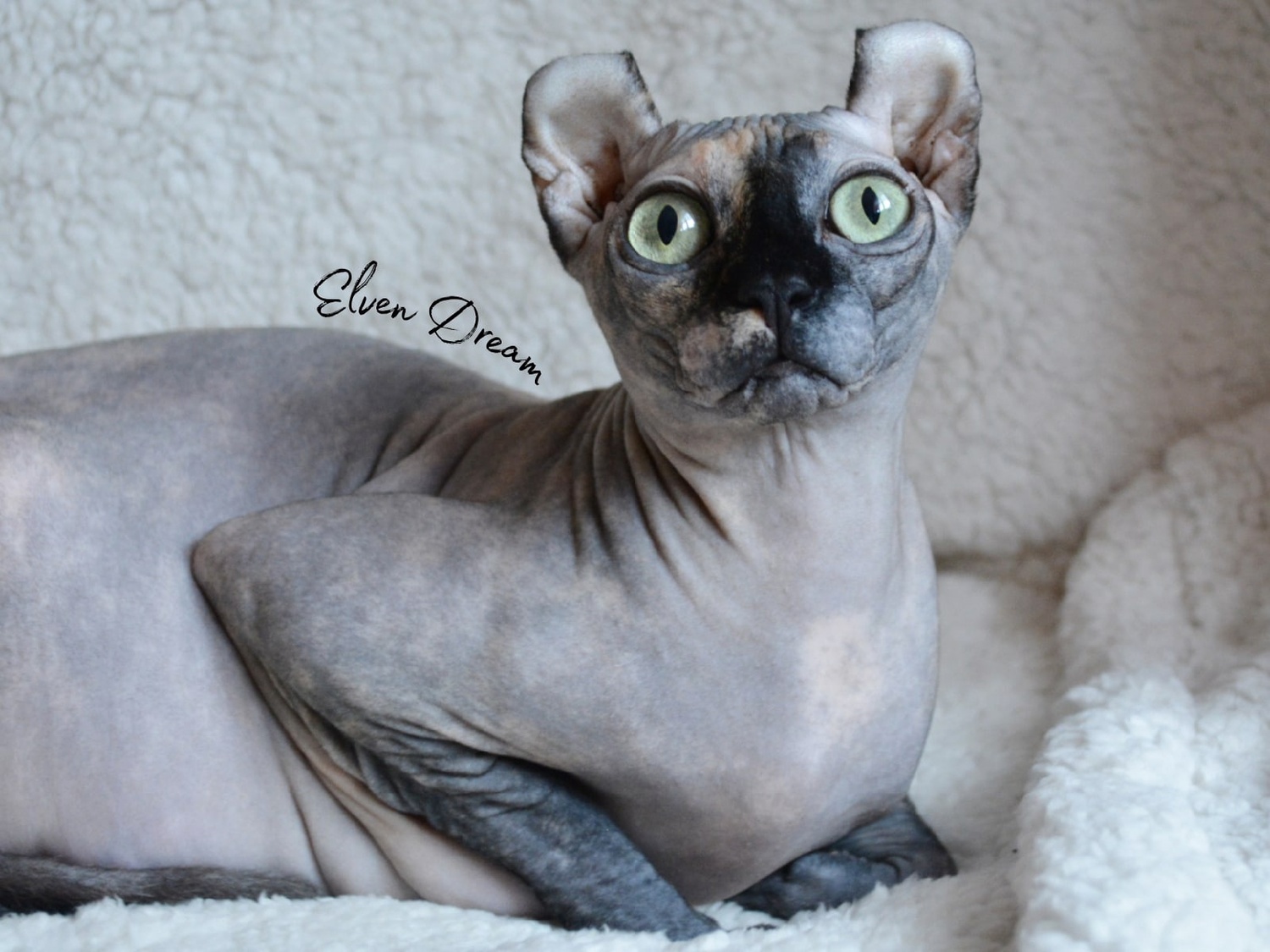 kittens elf, elf, sphynx, dwelf, kittens, elf cattery, sphynx cattery, elf breeder, black elf, tortie elf, blue elf, buy elf kitten, buy sphynx, buy kitten, buy elf, elf cat, sphynx cat, available elf, available sphynx
